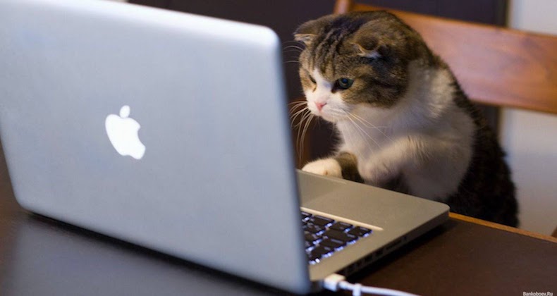 Cat creating joomla content