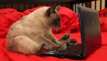 Cat working hard building a Joomla web site
