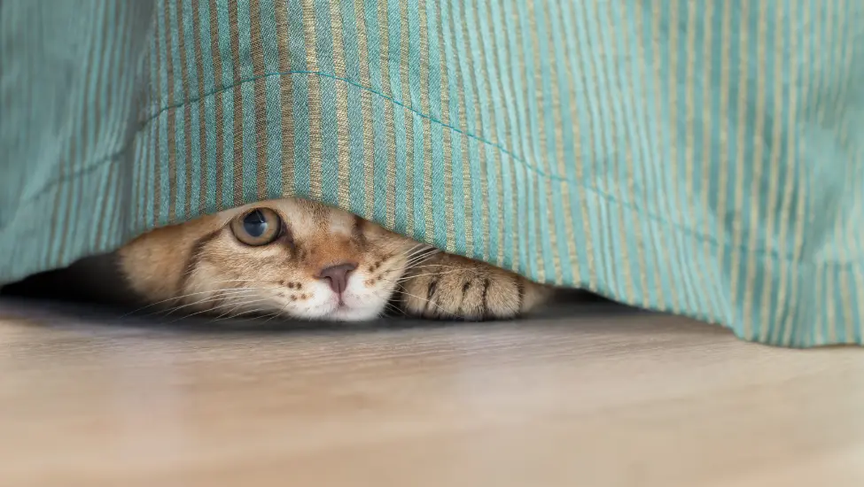 cat peeking out from undeneath a bed cover