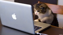 Cat creating joomla content