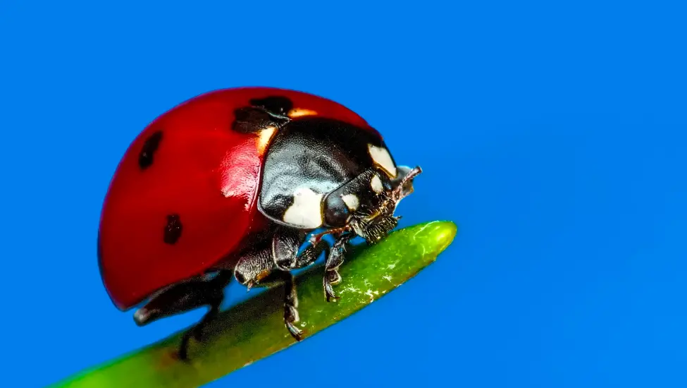 Closeup of a ladybird bug