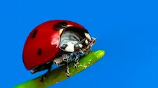 Closeup of a ladybird bug