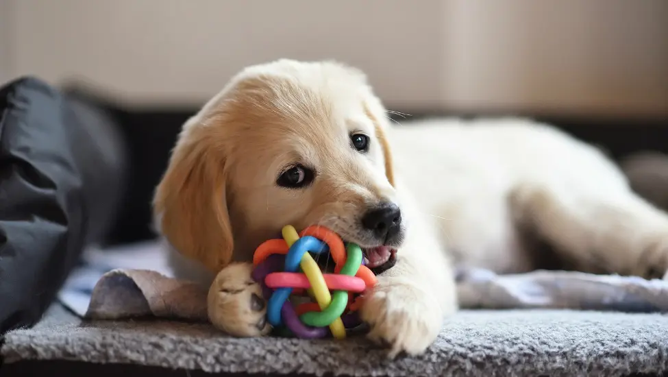 labrador puppy chewing on a colourful toy