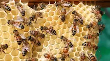 bees working together to build a honeycomb